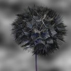 PusteBlume