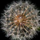 Pusteblume