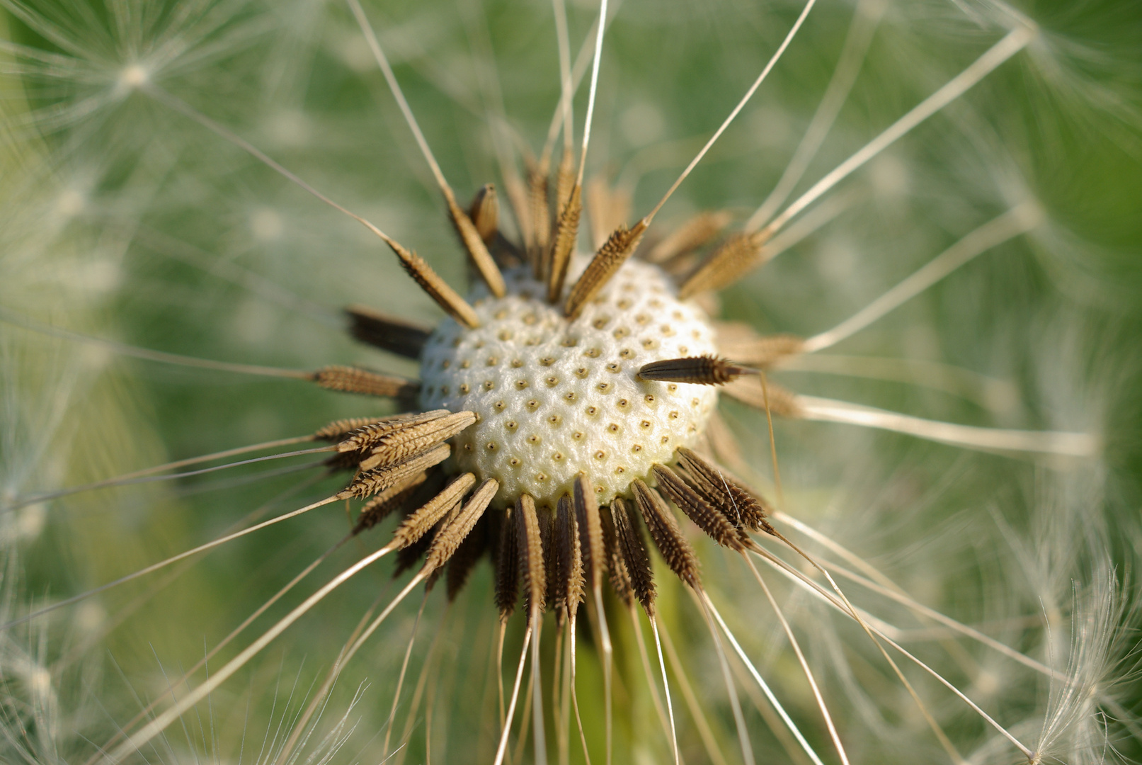 Pusteblume