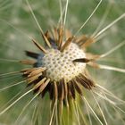 Pusteblume