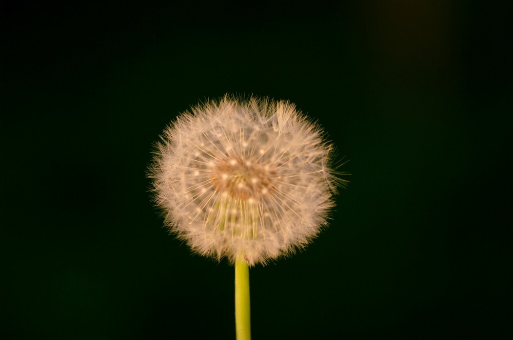 Pusteblume