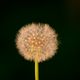 Pusteblume