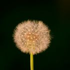 Pusteblume