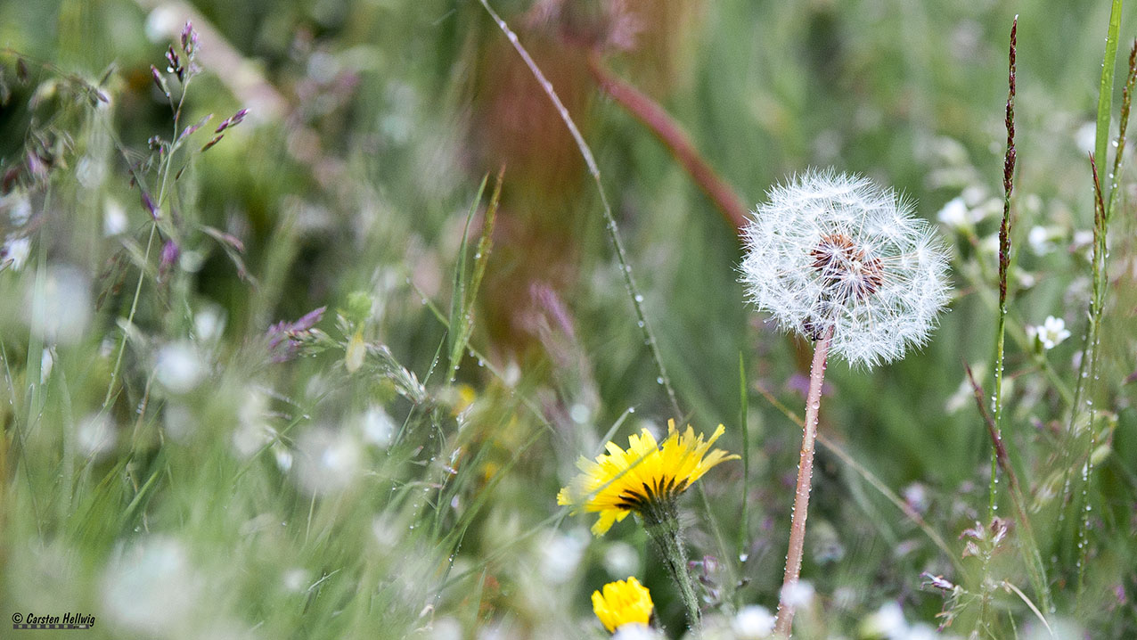 Pusteblume