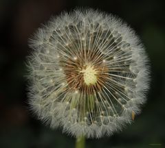 Pusteblume