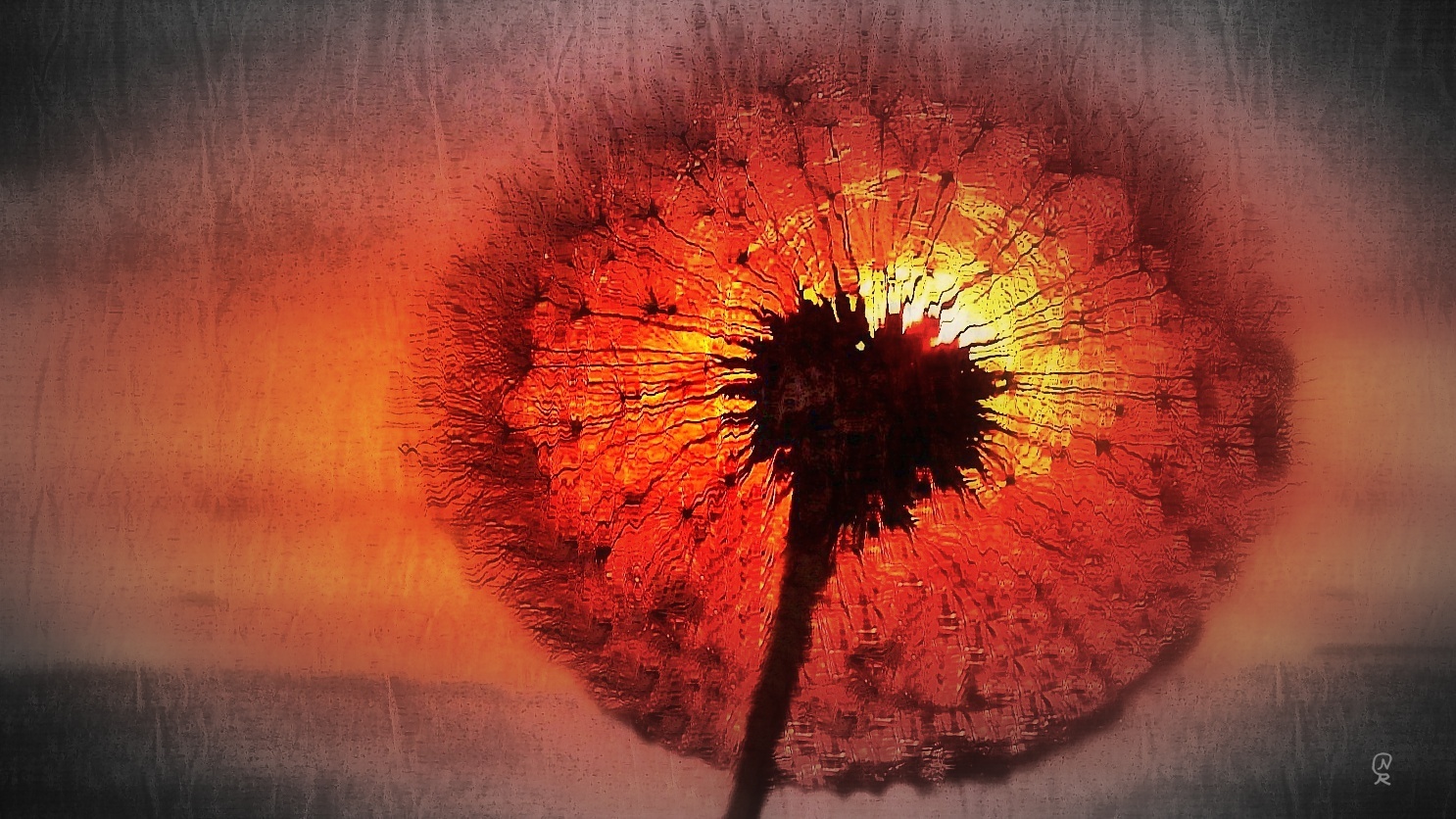 Pusteblume