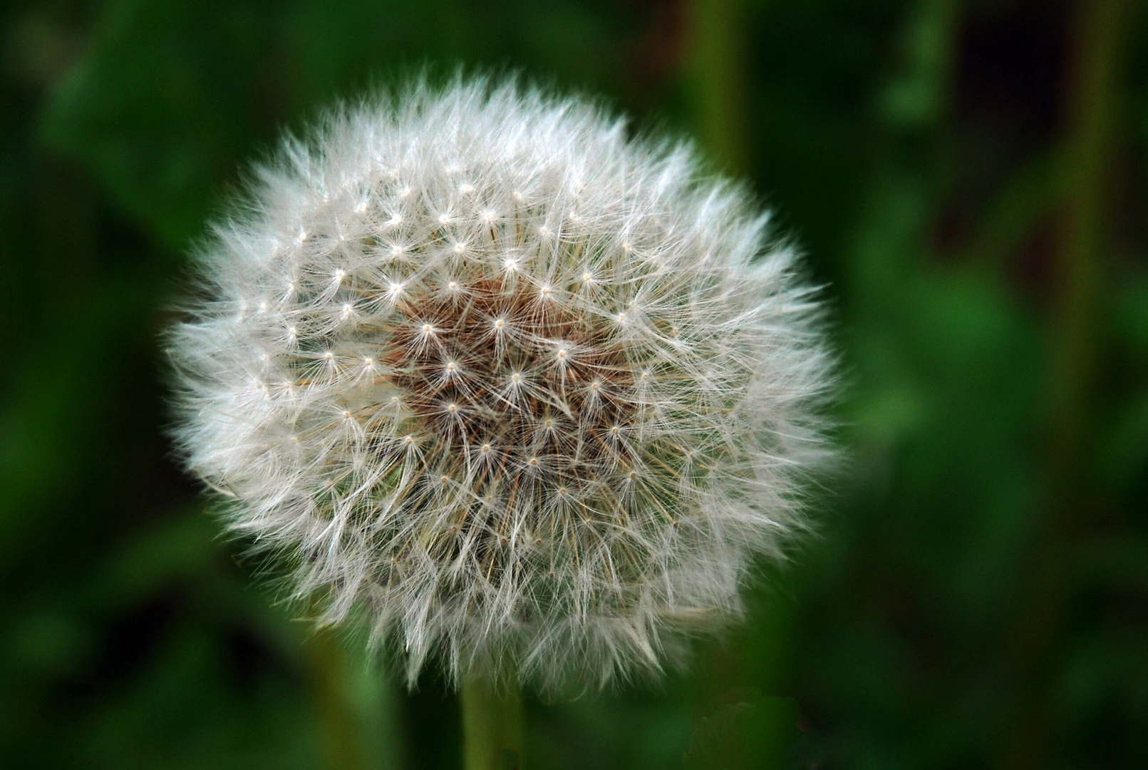 "PUSTEBLUME", .....