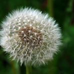 "PUSTEBLUME", .....