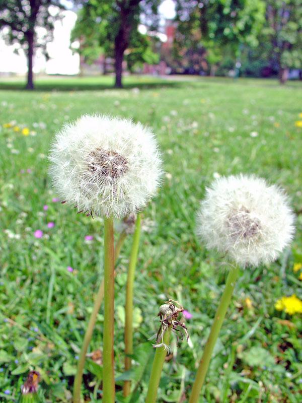 Pusteblume