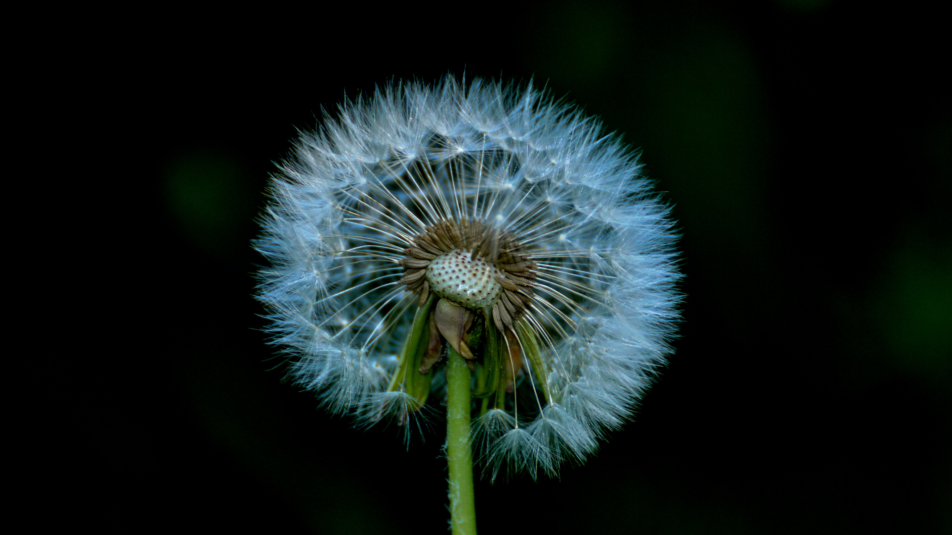 Pusteblume