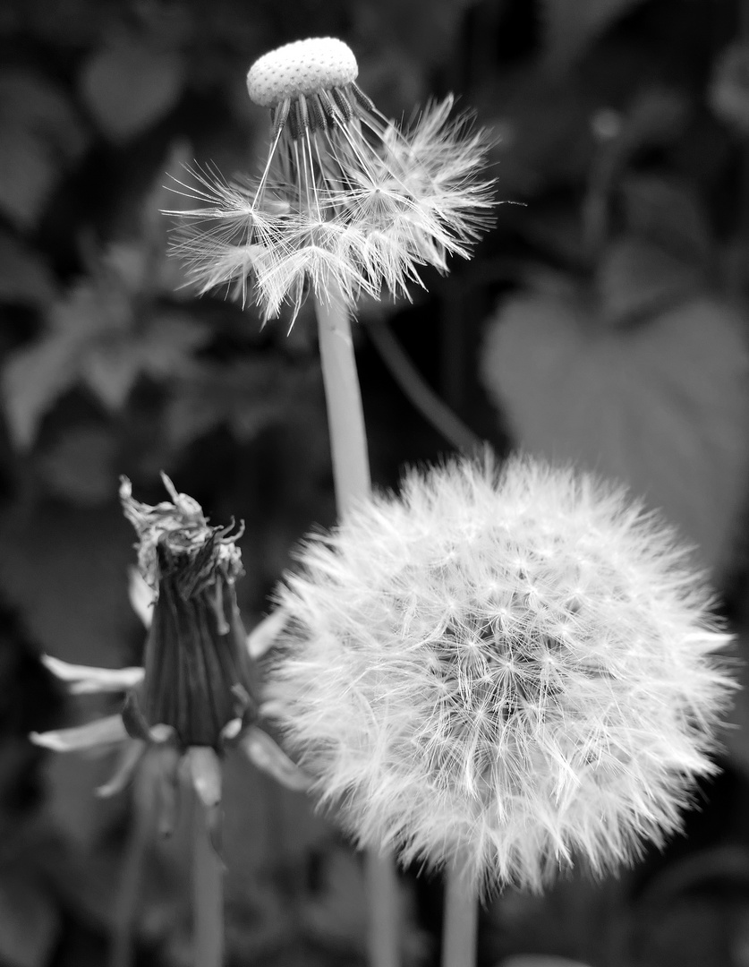 Pusteblume