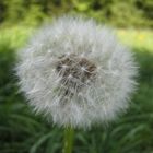 pusteblume