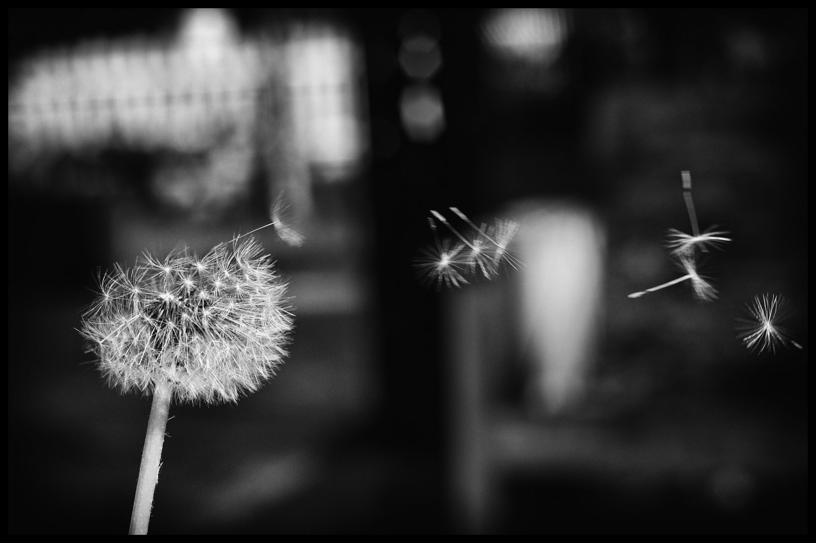 Pusteblume