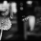 Pusteblume