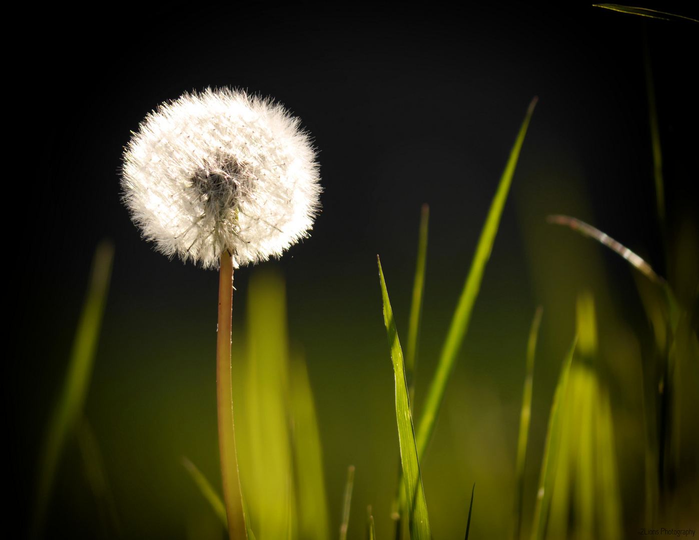 Pusteblume