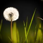 Pusteblume