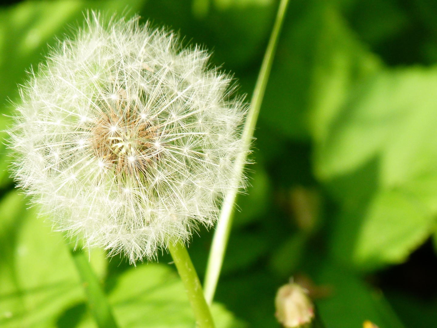 Pusteblume