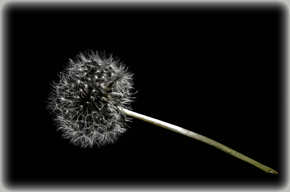 Pusteblume