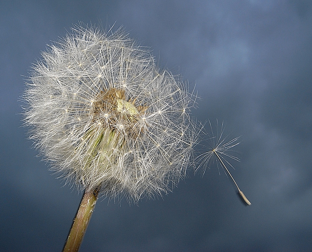 Pusteblume