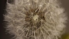 Pusteblume