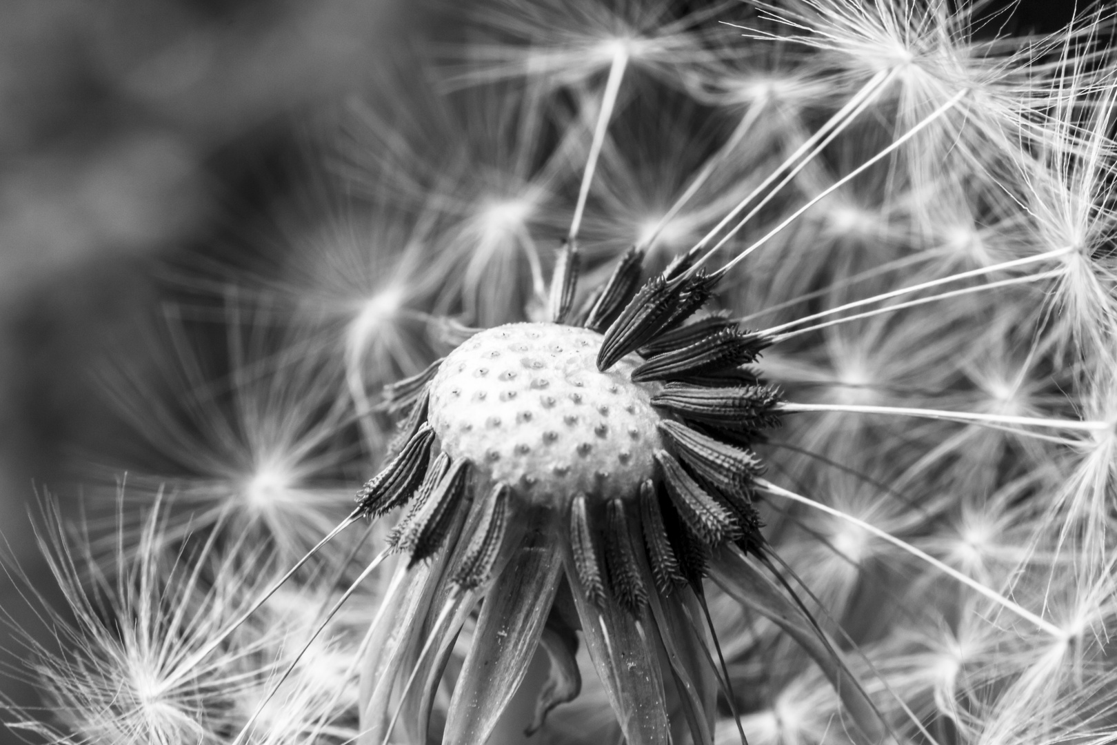 Pusteblume 