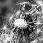 Pusteblume 