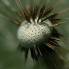 Pusteblume