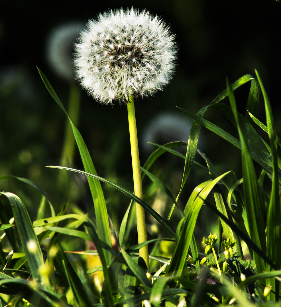 pusteBlume