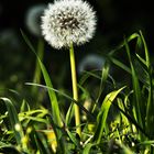 pusteBlume