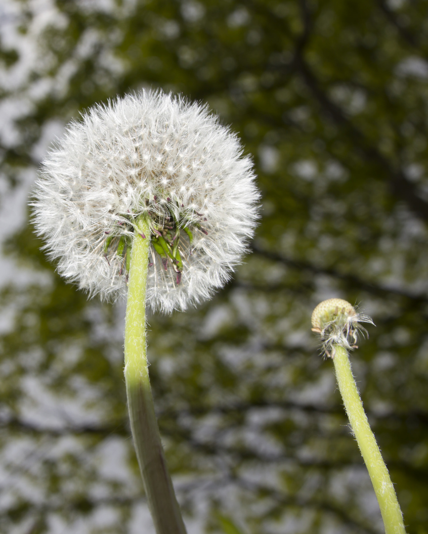 Pusteblume