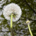 Pusteblume