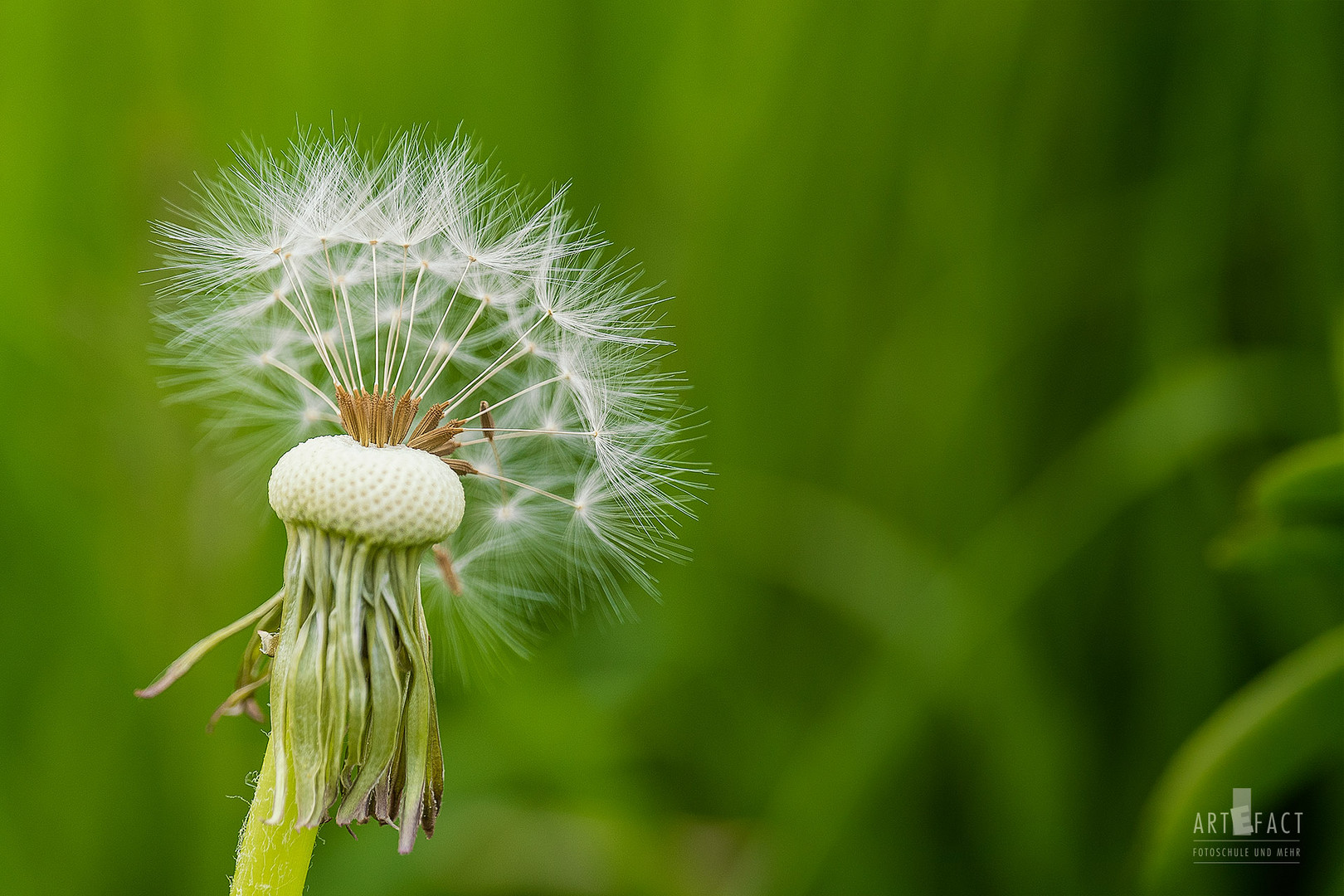 Pusteblume