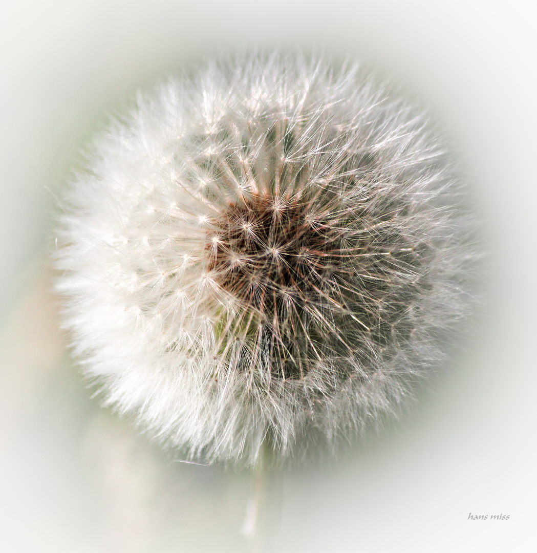 Pusteblume