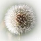 Pusteblume