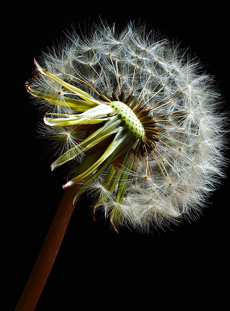 Pusteblume