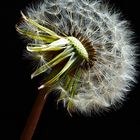 Pusteblume