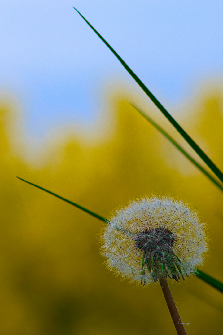 Pusteblume