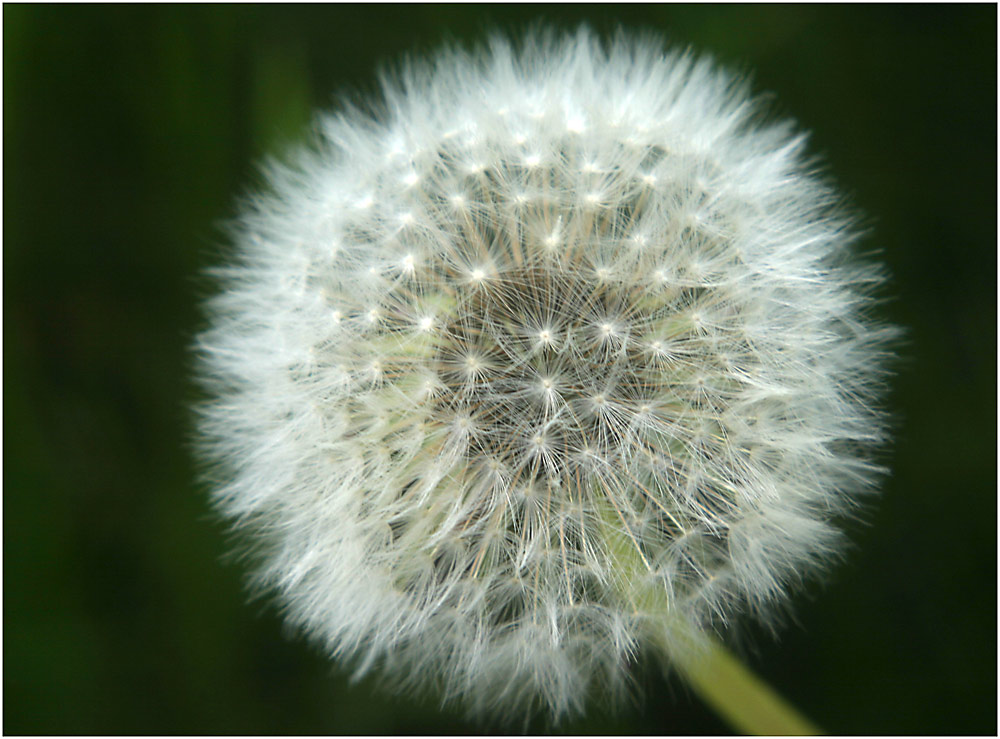 Pusteblume