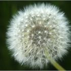 Pusteblume