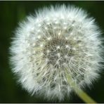 Pusteblume