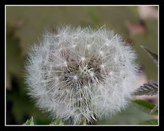 Pusteblume