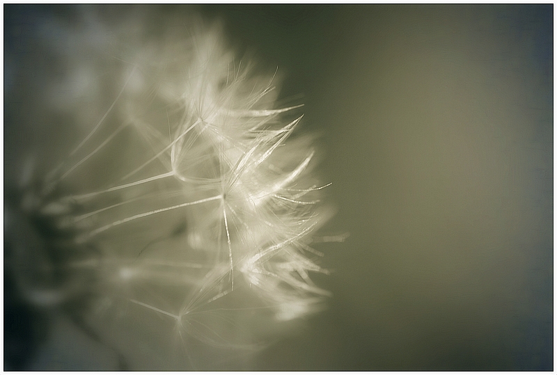 Pusteblume