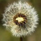 Pusteblume