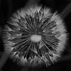 Pusteblume