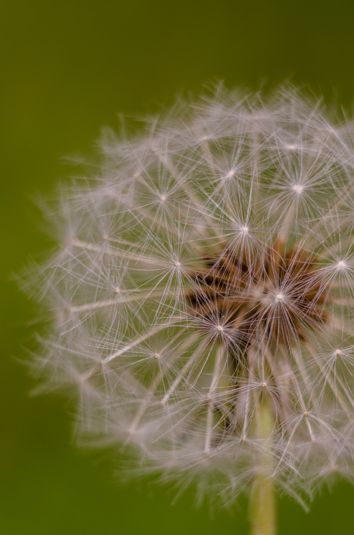 Pusteblume