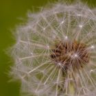 Pusteblume