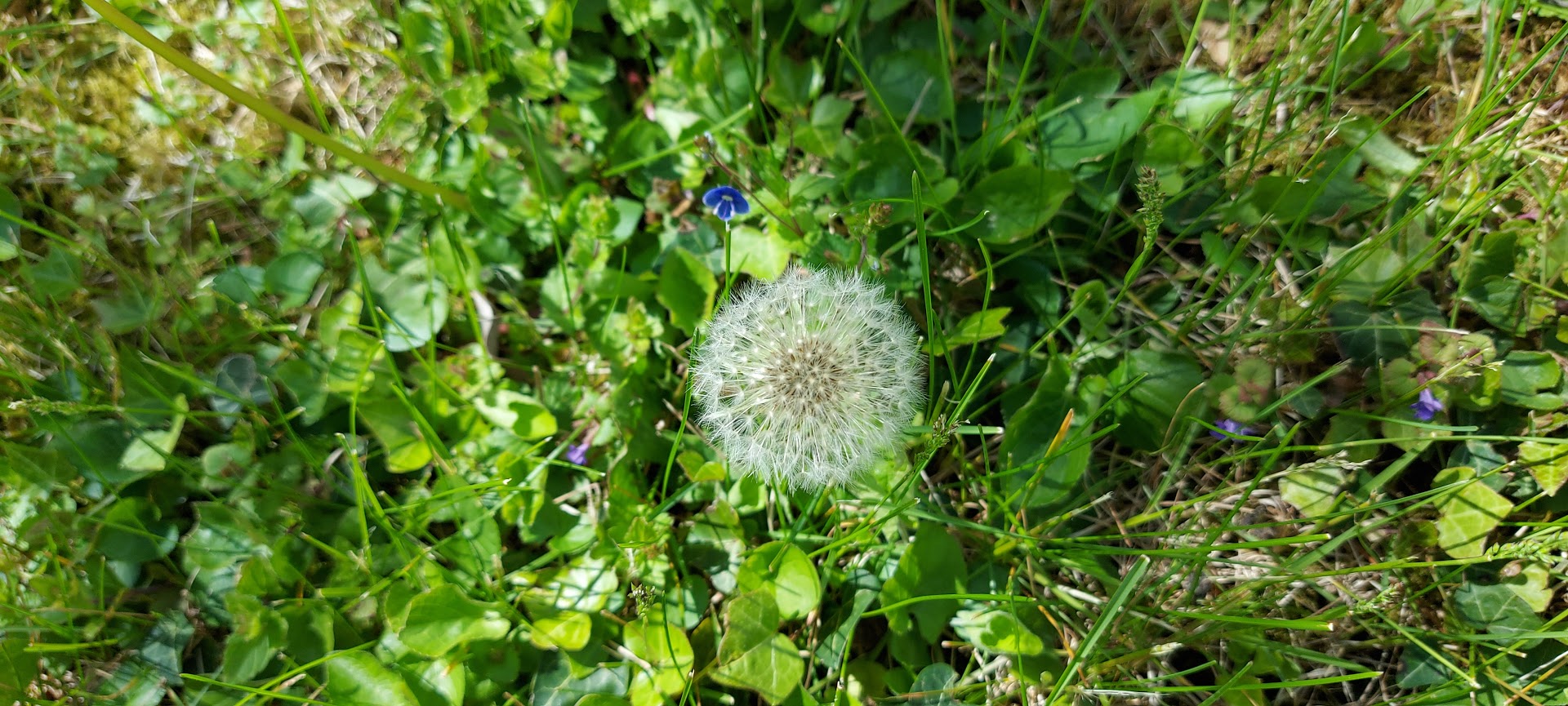 Pusteblume