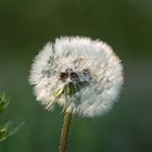 Pusteblume