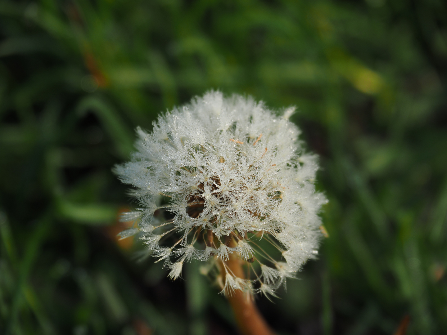 Pusteblume