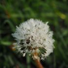 Pusteblume